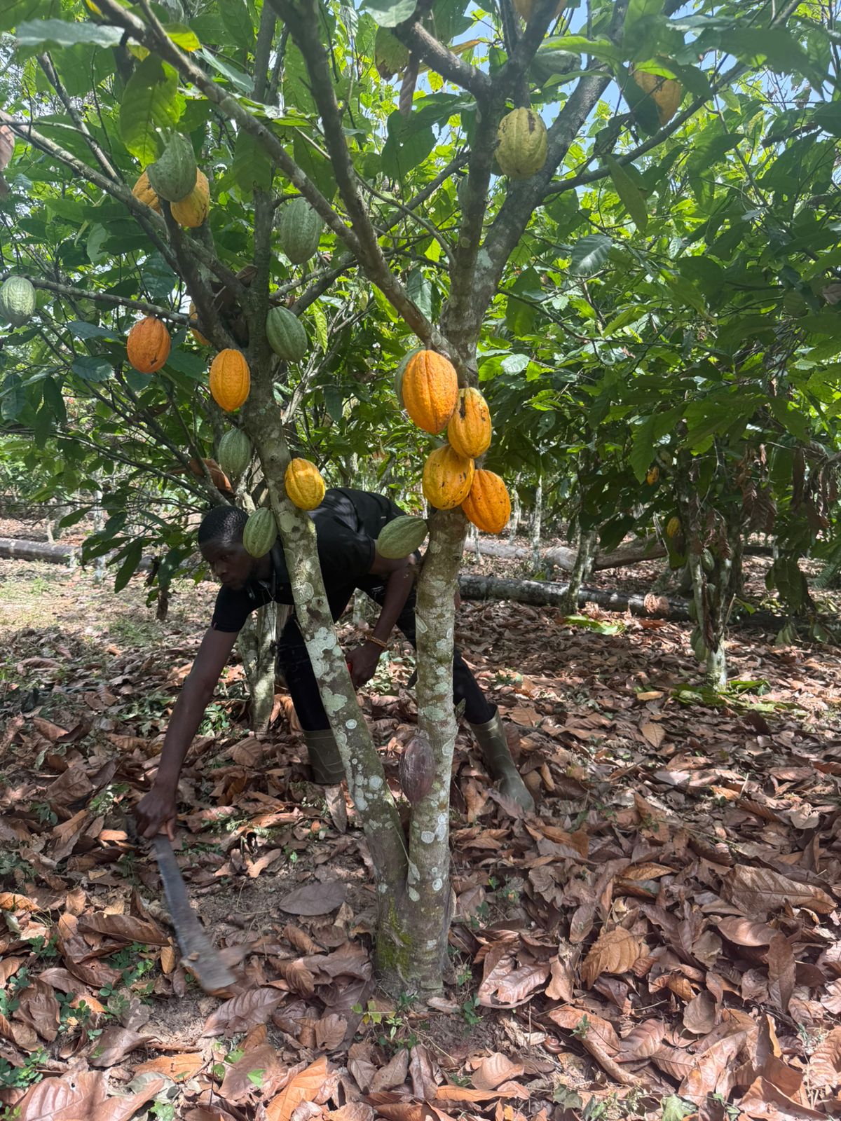 Cocoa farmer tending a cacao tree laden with ripe pods in Côte d'Ivoire