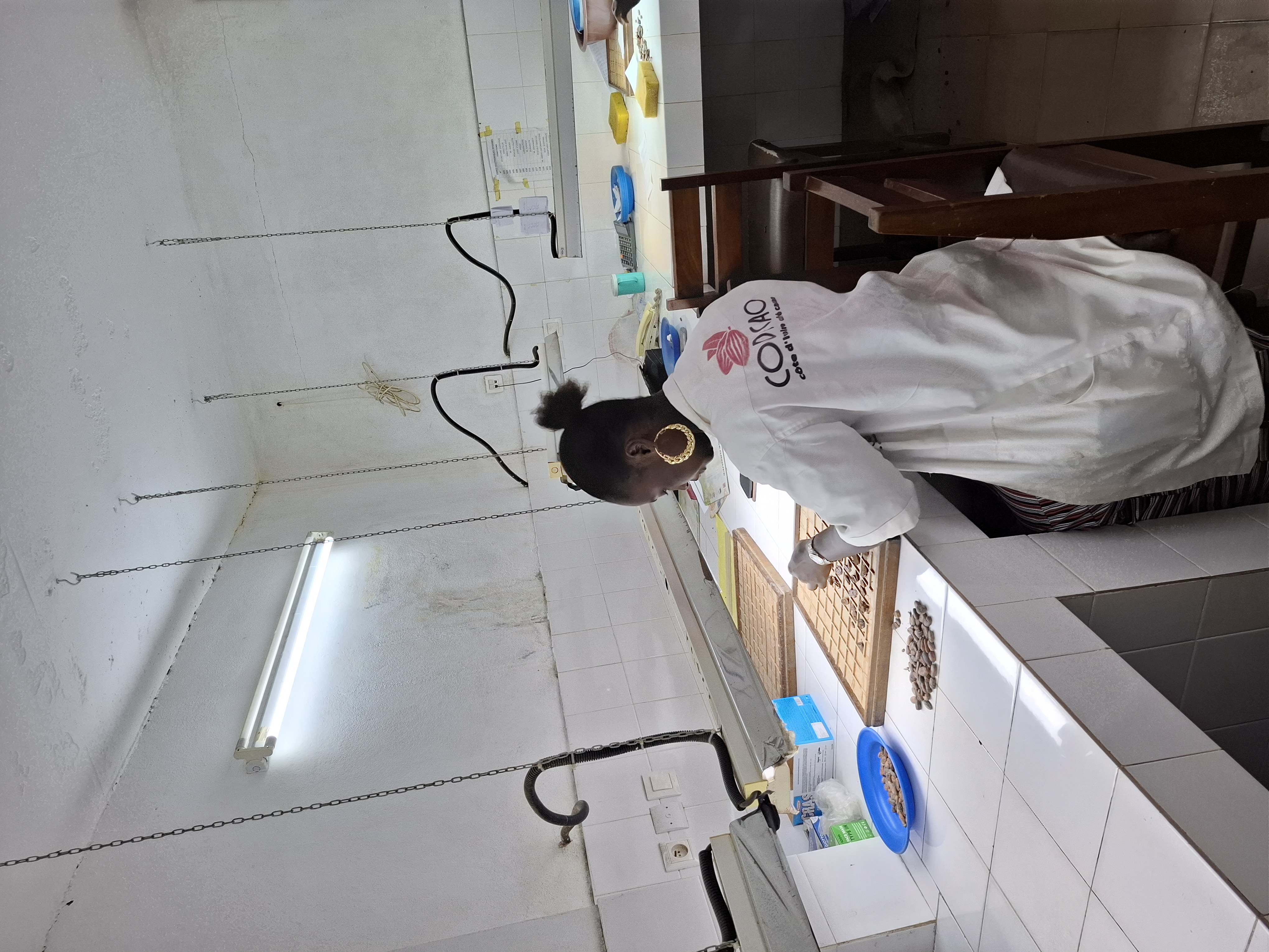 Cocoa Bean Cut Test